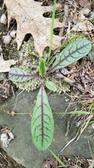 Hieracium venosum