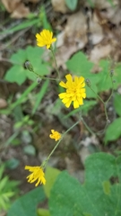 Hieracium venosum