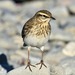 Australasian Pipit - Photo (c) Dougal Townsend, some rights reserved (CC BY-NC), uploaded by Dougal Townsend