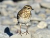 New Zealand Pipit - Photo (c) Dougal Townsend, some rights reserved (CC BY-NC), uploaded by Dougal Townsend