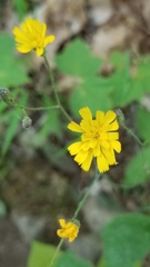Hieracium venosum