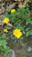 Hieracium venosum