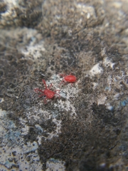 Balaustium