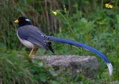 Urocissa flavirostris