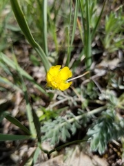 Potentilla macounii