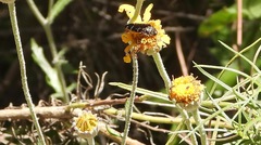Acmaeoderini