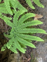 Adiantum aleuticum aleuticum