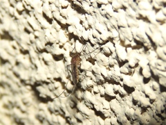Culex salinarius