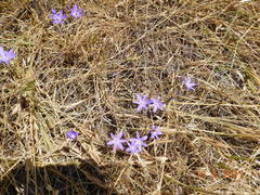 Brodiaea filifolia