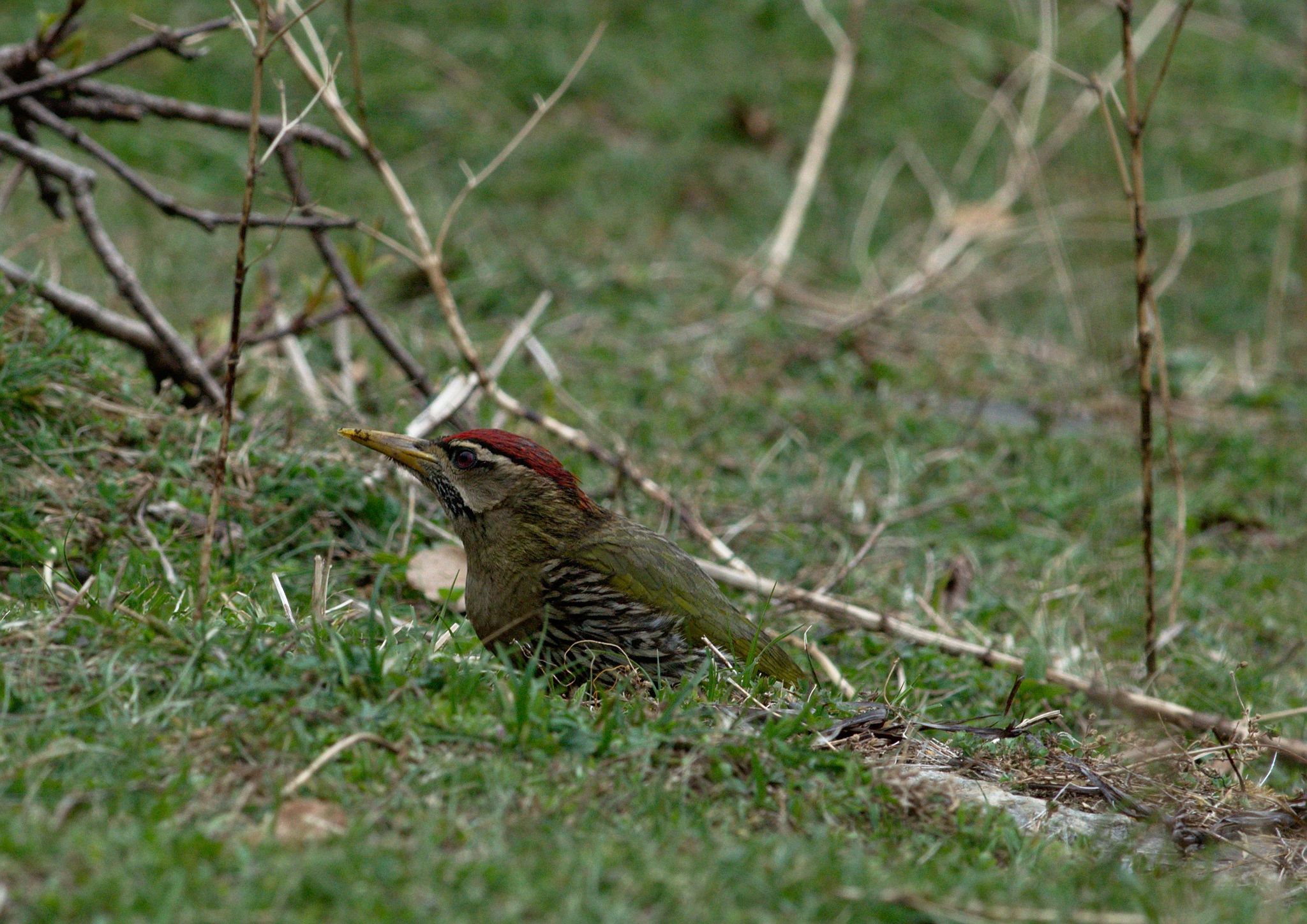 Scaly-bellied Woodpecker