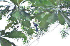 Zanclostomus javanicus