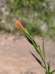 Castilleja minor