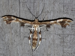 Geina periscelidactylus