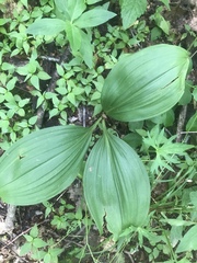 Veratrum hybridum
