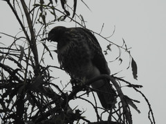Buteo jamaicensis