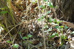 Eutropis multifasciata