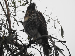 Buteo jamaicensis