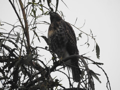 Buteo jamaicensis