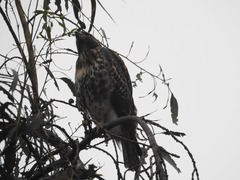 Buteo jamaicensis