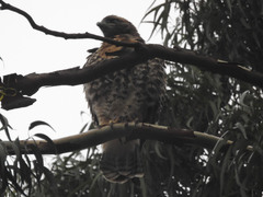 Buteo jamaicensis