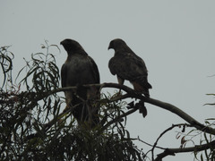 Buteo jamaicensis