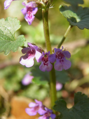 Šliaužiančioji tramažolė