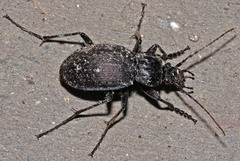 Carabus goryi
