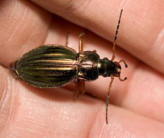 Carabus auratus