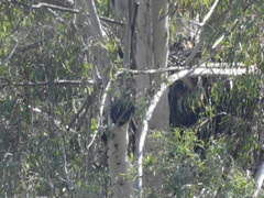 Buteo jamaicensis