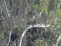 Buteo jamaicensis