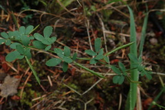 Acmispon parviflorus