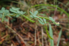 Acmispon parviflorus