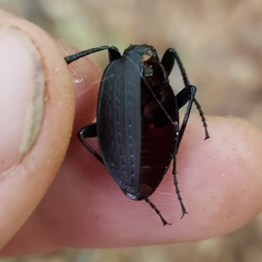 Carabus vinctus
