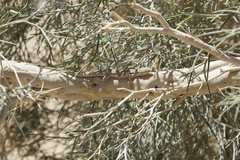 Urosaurus graciosus