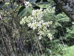 Ligustrum japonicum