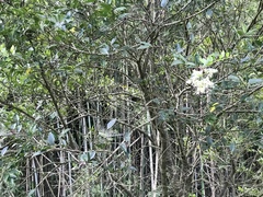 Ligustrum japonicum
