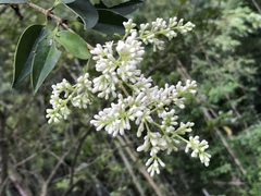 Ligustrum japonicum