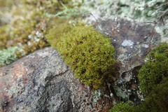 Amphidium californicum