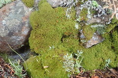 Amphidium californicum