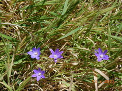 Brodiaea filifolia