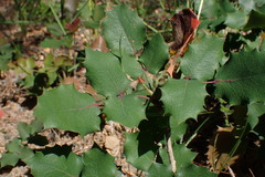 Berberis pumila