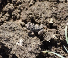 Peltophryne peltocephala