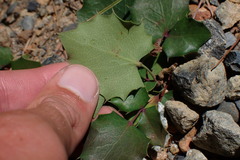 Berberis pumila