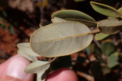 Notholithocarpus densiflorus echinoides