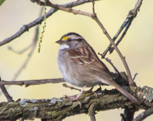 photo of White-throated Sparrow (Zonotrichia albicollis)