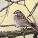 photo of White-throated Sparrow (Zonotrichia albicollis)