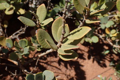 Notholithocarpus densiflorus echinoides