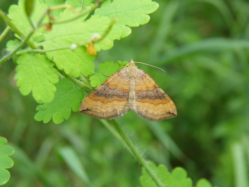 Rudasis pievasprindis