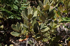 Notholithocarpus densiflorus echinoides