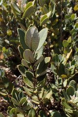 Notholithocarpus densiflorus echinoides